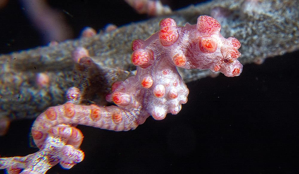 Hippocampus bargibanti Pygmy seahorse