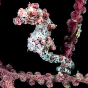 Read more about the article Why the Pygmy Seahorse Looks Like an Eternal Baby