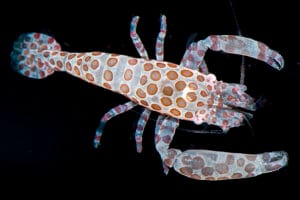 Read more about the article Polka-dotted treasures: bivalve-associated shrimps