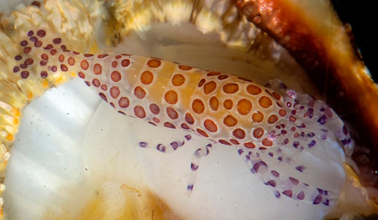 Red-Spotted Clam Shrimp Neoanchistus cardiodytes
