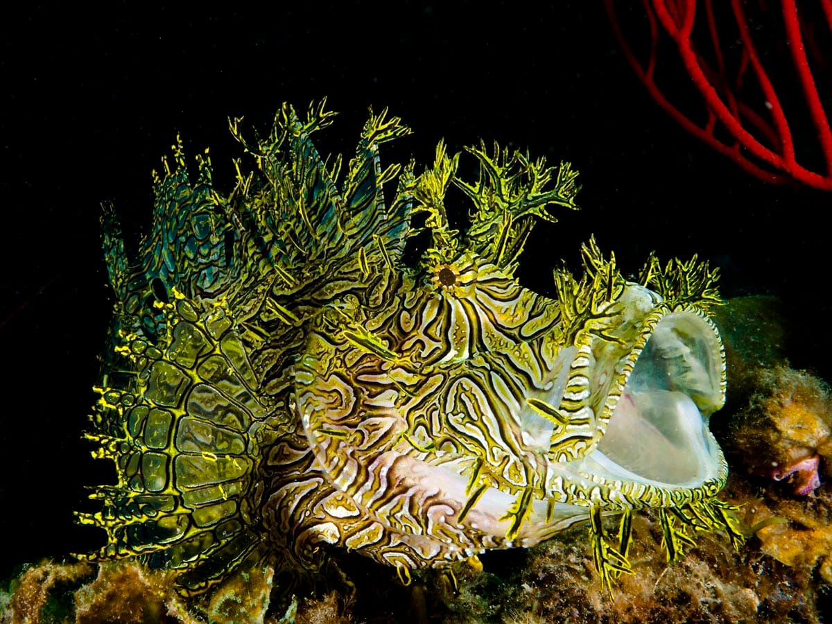 Read more about the article Rhinopias Scorpionfish — Extreme Camouflage and Species You May Encounter