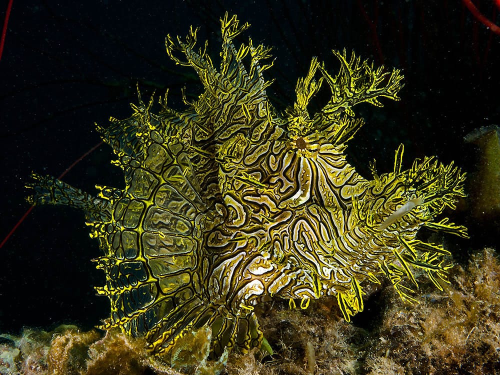 Rhinopias aphanes — Lacy Rhinopias