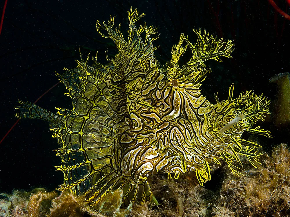 Rhinopias aphanes — Lacy Rhinopias