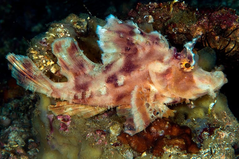 Paddle-Flap Scorpionfish Rhinopias eschmeyeri