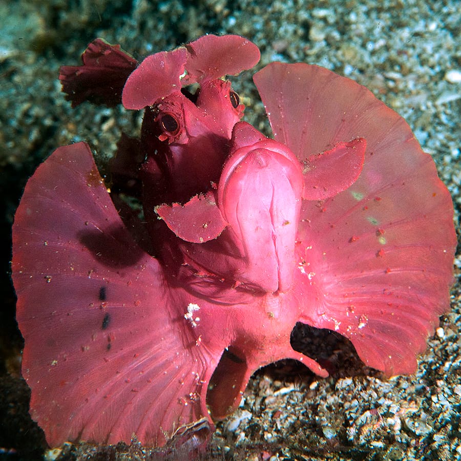 Paddle-Flap Scorpionfish Rhinopias eschmeyeri, Anilao