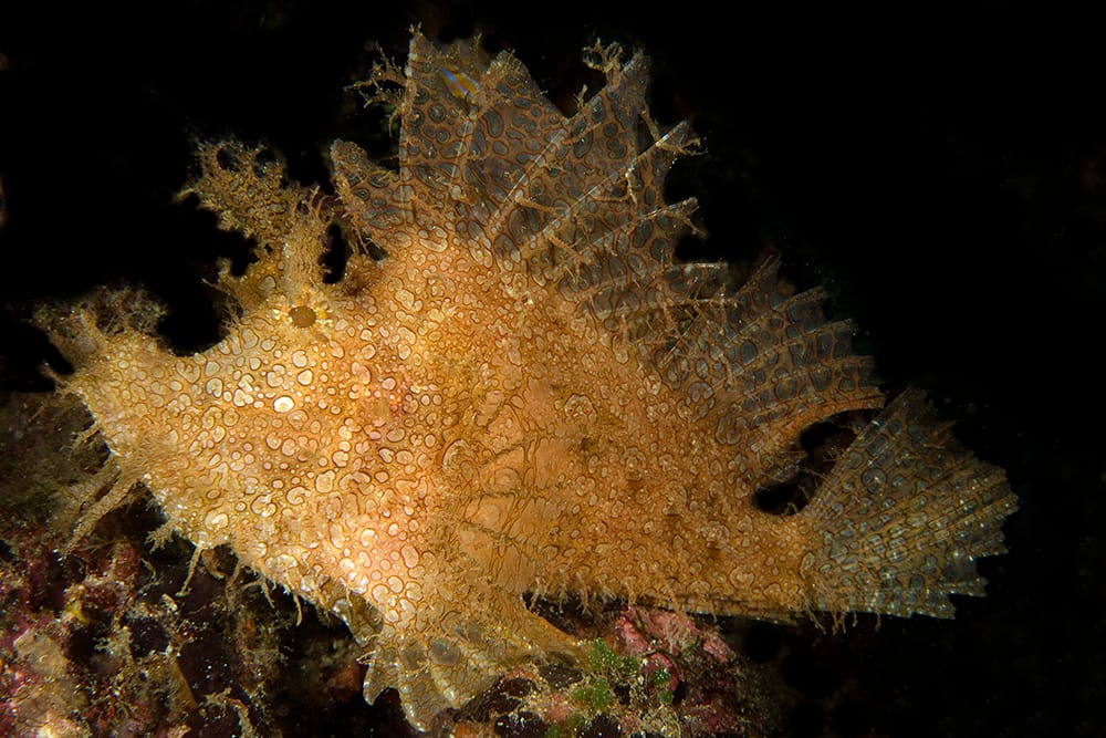 Rhinopias frondosa Weedy Scorpionfish, Anilao