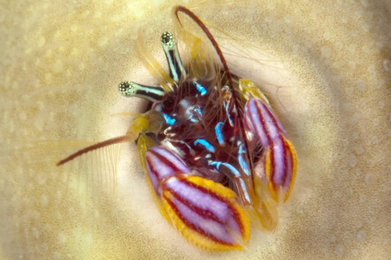 Read more about the article Paguritta Hermit Crab: Hidden Gems of Reef Macro Photography