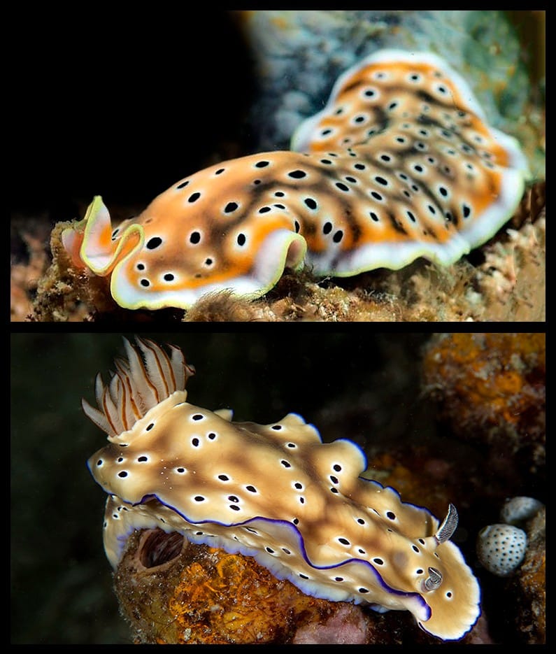 Read more about the article Nudibranch vs Flatworm: How to Tell the Difference Underwater