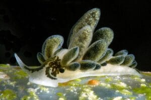 Read more about the article Sea Slug Inside Bubble Algae: How Ercolania Lives and Feeds