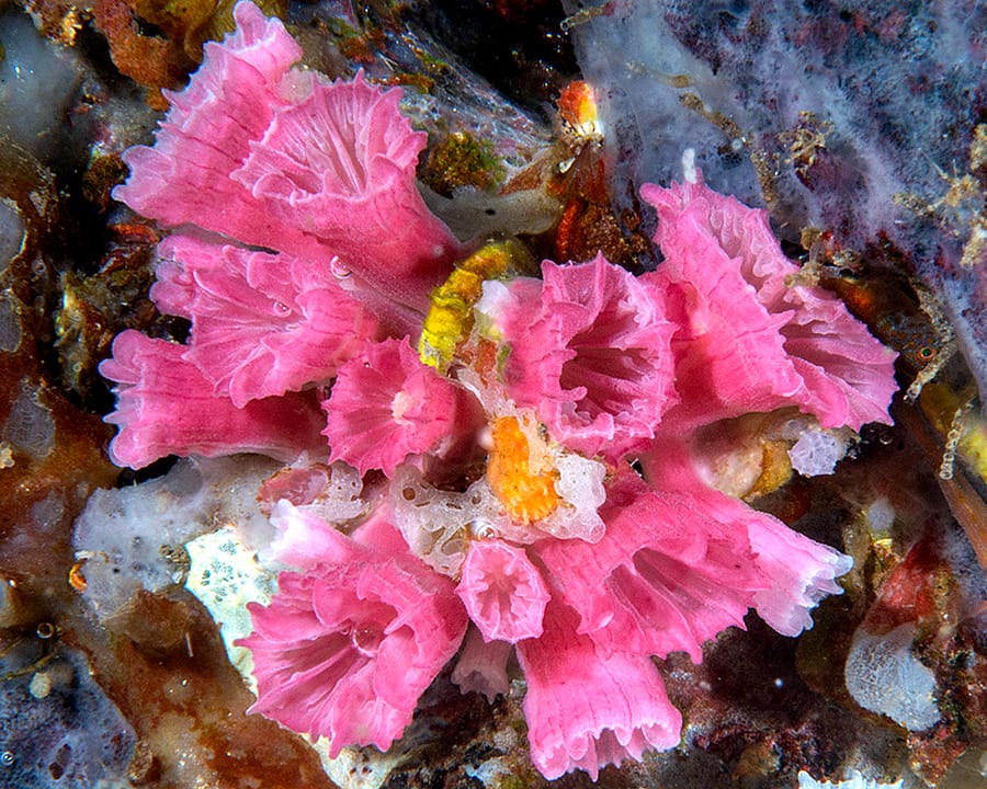 Read more about the article Unusual Corals in Bali Caves: Night Diving Discoveries