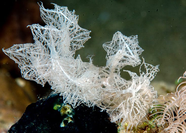 Melibe colemani, Phanthom Nudibranch