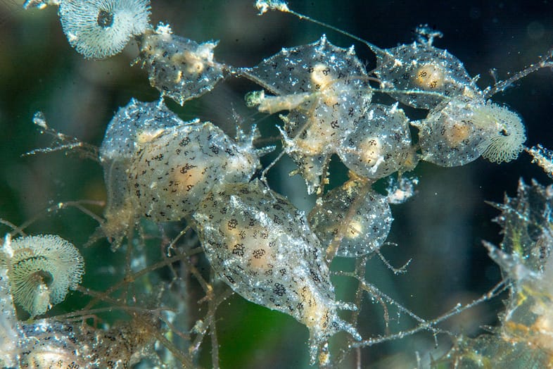 Notarchus indicus sea hares aggregation