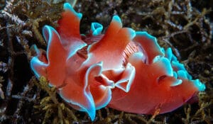 Read more about the article Dahab Sea Slugs Census 2026: Unexpected Nudibranch Diversity in the Red Sea