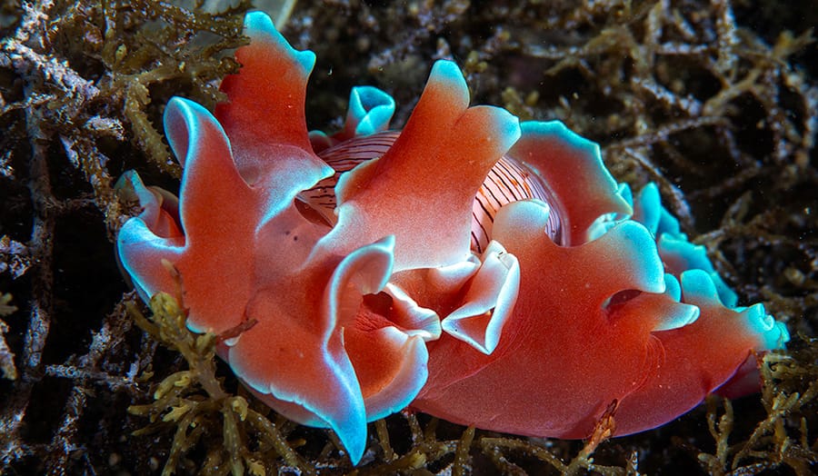 Read more about the article Dahab Sea Slugs Census 2026: Unexpected Nudibranch Diversity in the Red Sea