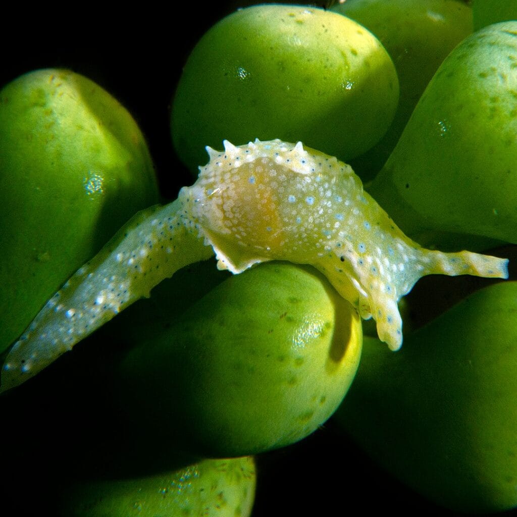 Camouflaged Oxynoe sea slug among tropical reef algae