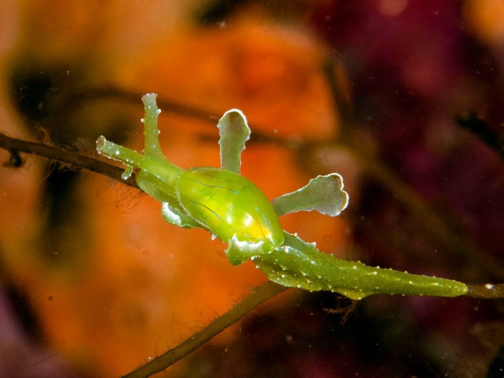 Sacoglossan sea slug Oxynoe on marine algae