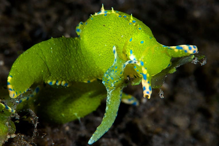 Indo-Pacific Oxynoe sea slug photographed on natural habitat