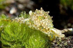 Read more about the article Oxynoe Sea Slugs — Masters of Algae Camouflage in the Indo-Pacific