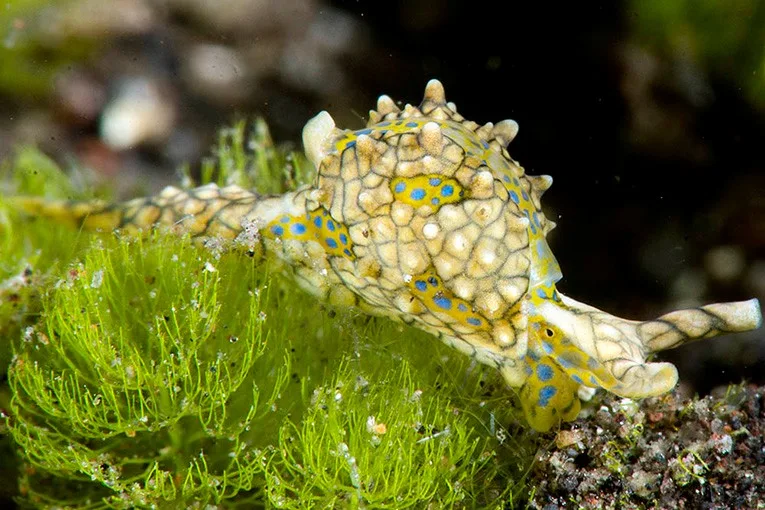 Read more about the article Oxynoe Sea Slugs — Masters of Algae Camouflage in the Indo-Pacific