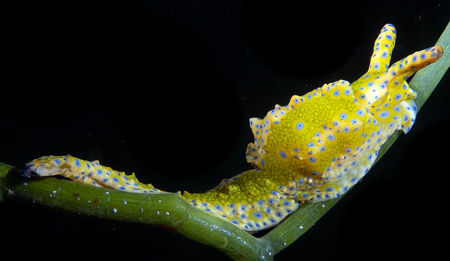 Close-up underwater photo of an Oxynoe sacoglossan sea slug