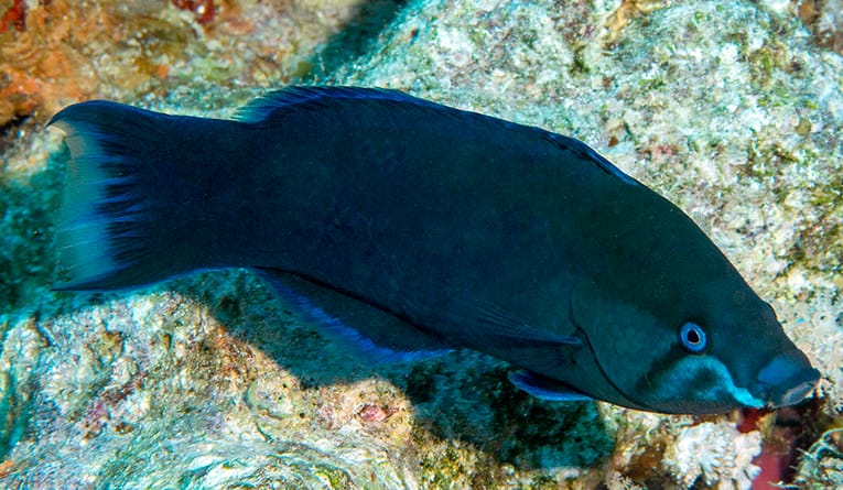 Read more about the article Fourline Wrasse