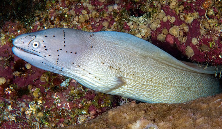 Read more about the article Grey Moray
