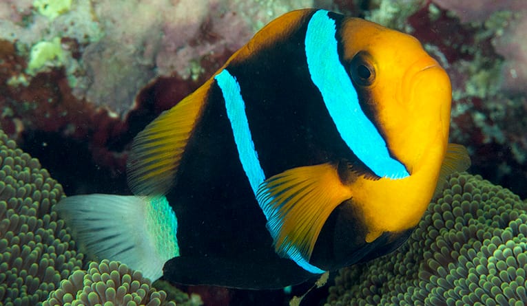 Orangefin anemonefish swimming among host anemone tentacles