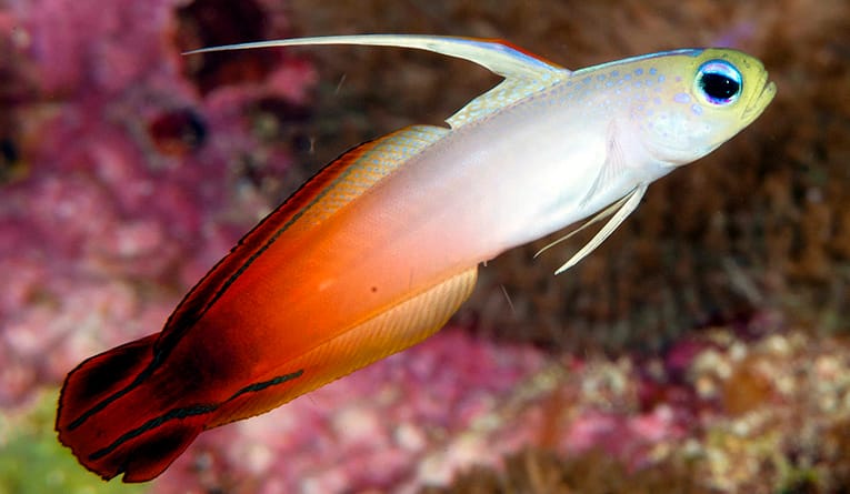 Read more about the article Fire Dartfish