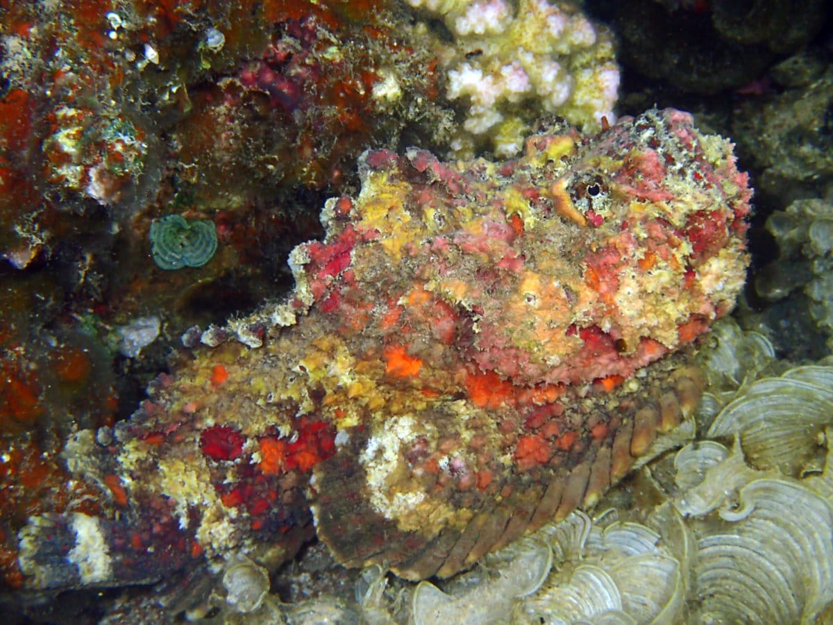 Read more about the article Reef Stonefish