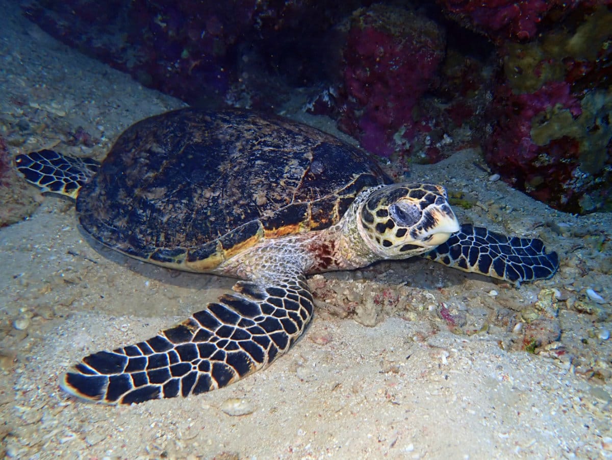 Read more about the article Hawksbill Turtle
