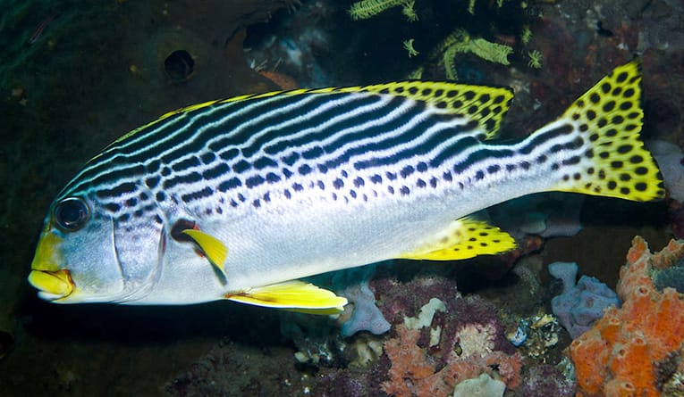 Read more about the article Lined Sweetlips