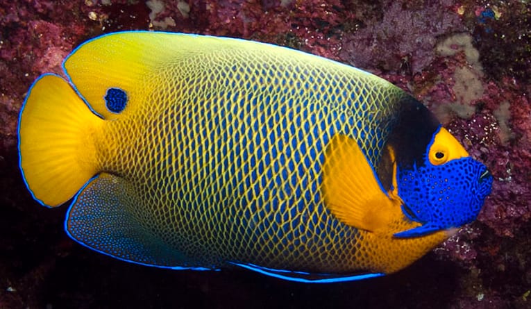 Read more about the article Yellowface Angelfish