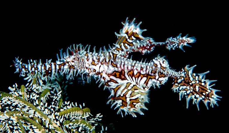 Read more about the article Harlequin Ghostpipefish