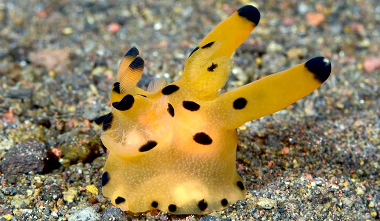 Read more about the article Nudibranchs of the Coral Triangle Updated for 2026: New Species and Taxonomic Changes
