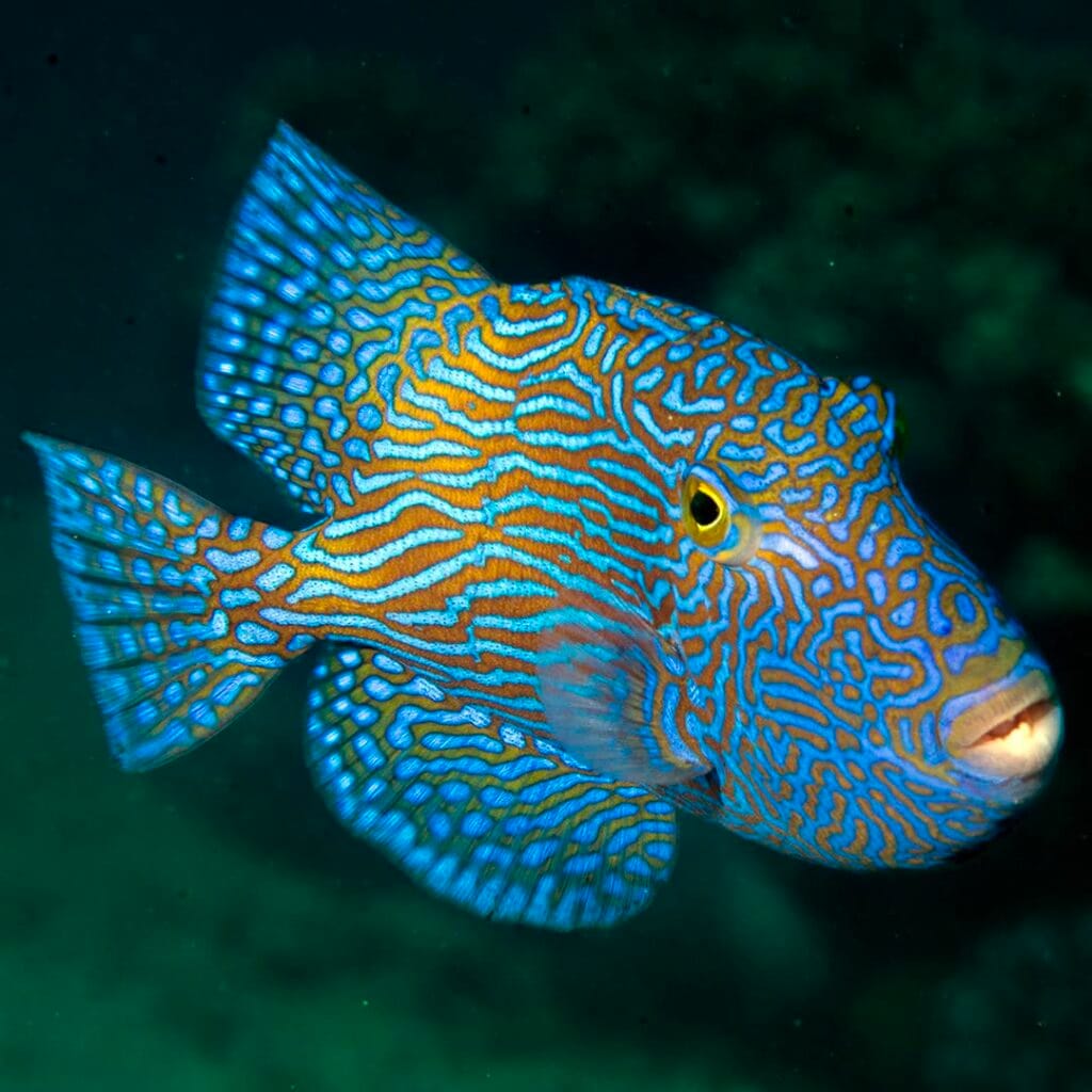 Subadult Yellow-Spotted Triggerfish developing characteristic yellow spots