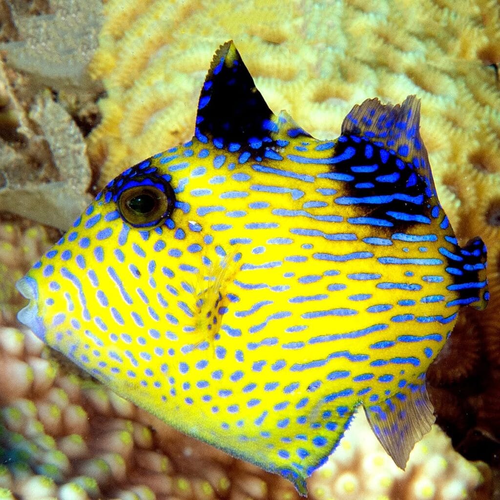 Juvenile Yellow-Spotted Triggerfish with bright yellow coloration and blue markings