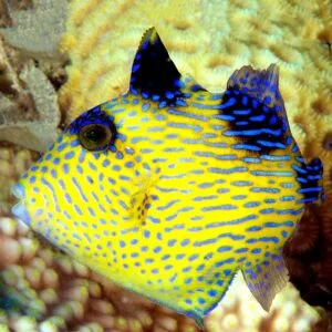 Read more about the article Yellow-Spotted Triggerfish: Not All Triggerfish Are Aggressive