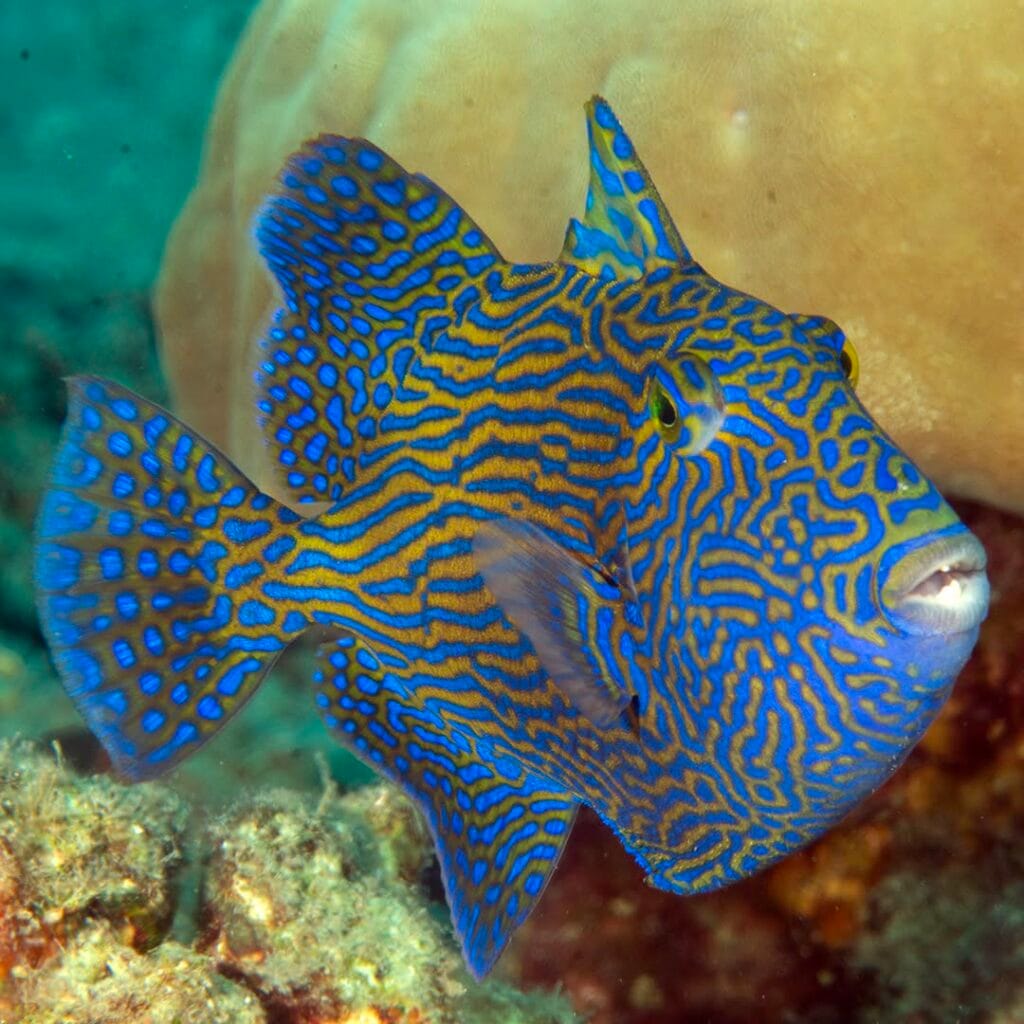 Intermediate-stage Yellow-Spotted Triggerfish during transformation to adult coloration