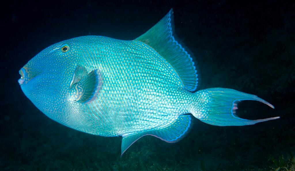 Adult Yellow-Spotted Triggerfish (Pseudobalistes fuscus) on a coral reef in the Indo-Pacific