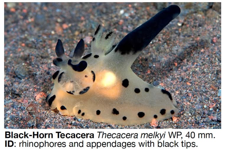 Thecacera melkyi nudibranch formerly known as Thecacera sp.