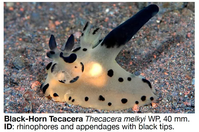 Thecacera melkyi nudibranch formerly known as Thecacera sp. 