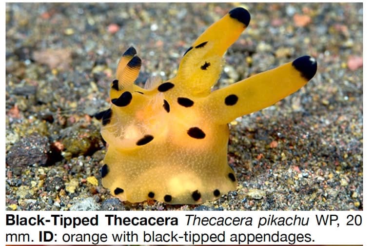 Thecacera pickachu nudibranch formerly known as Thecacera sp.