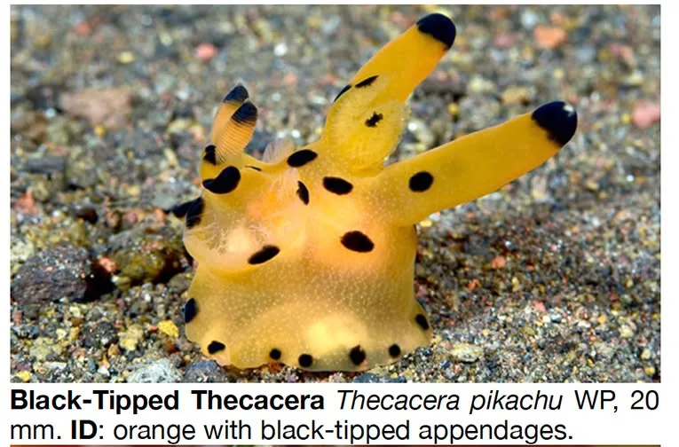 Thecacera pickachu nudibranch formerly known as Thecacera sp. 