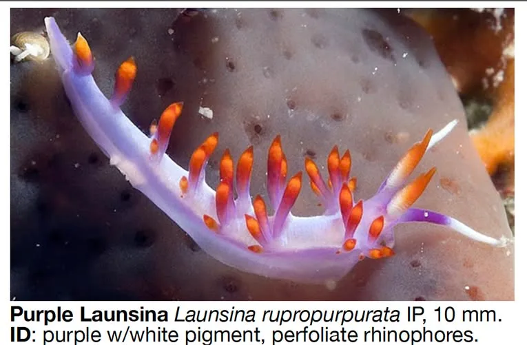 Launsina rupropurpurata nudibranch formerly known as Coryphellina sp.