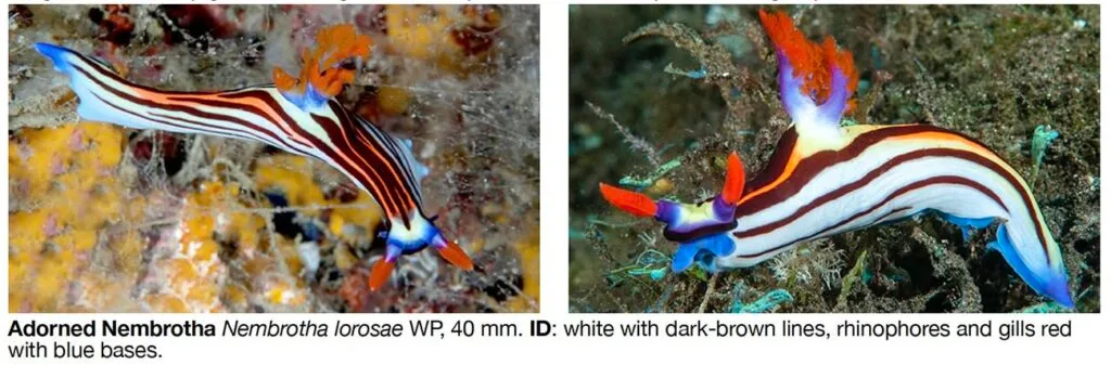 Nembrotha lorosae nudibranch formerly known as Nembrotha sp.