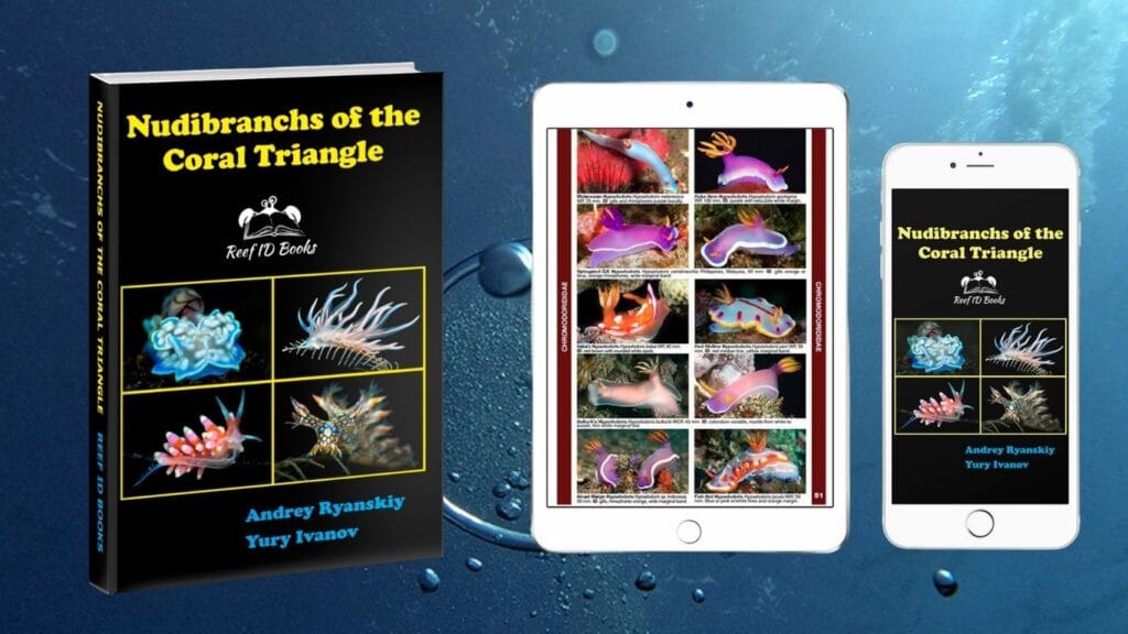 Nudibranchs of the Coral Triangle Updated for 2026: New Species and Taxonomic Changes