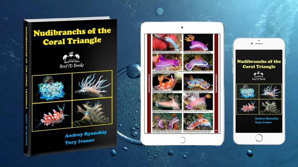 Nudibranchs of the Coral Triangle Updated for 2026: New Species and Taxonomic Changes